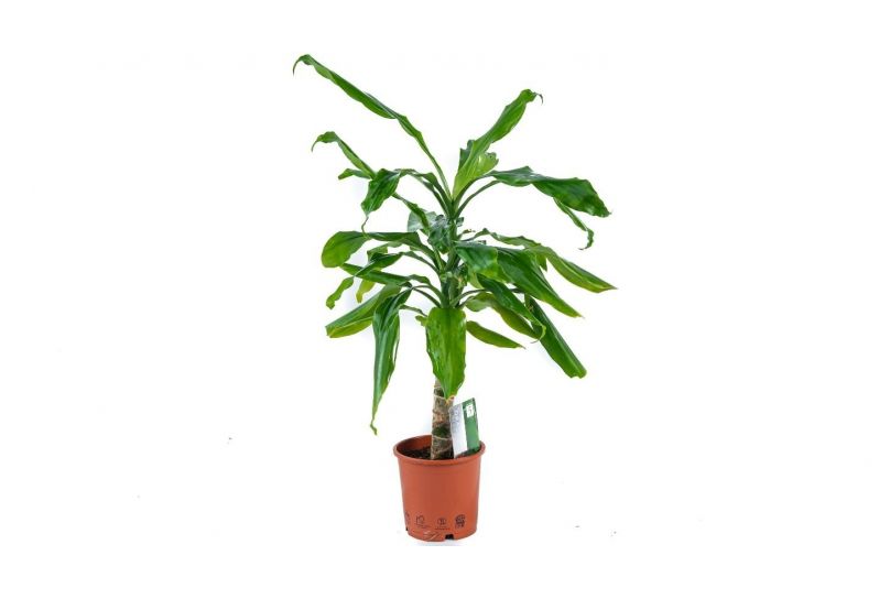 Dracena